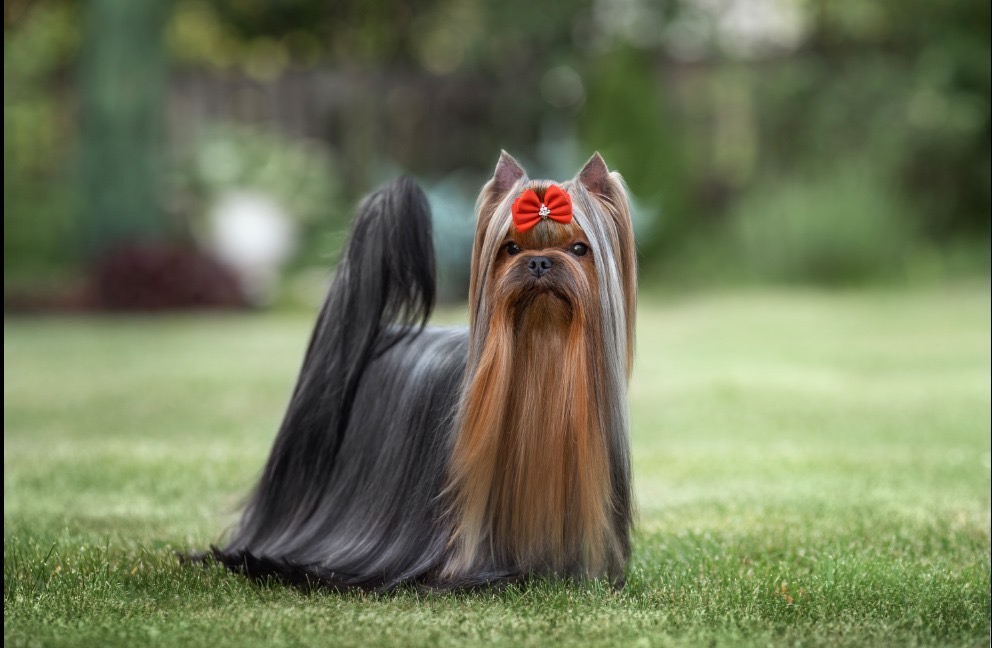  SHERSHELAFAM IZBRANNYI &mdash; Labaza DogPedigree YorkshireTerrier