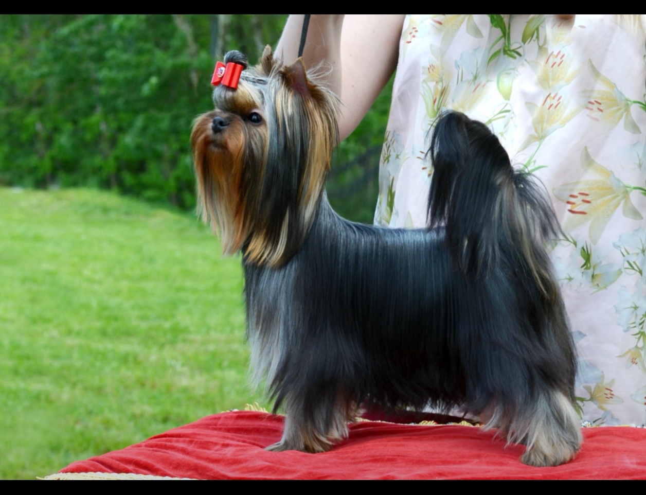  LIFE IMAGE YARINA SAMMY &mdash; Labaza DogPedigree YorkshireTerrier