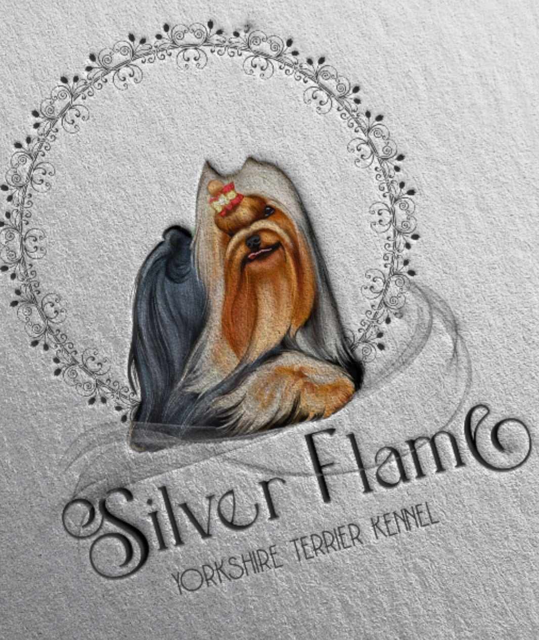 Silverflame &mdash; Labaza DogPedigree YorkshireTerrier