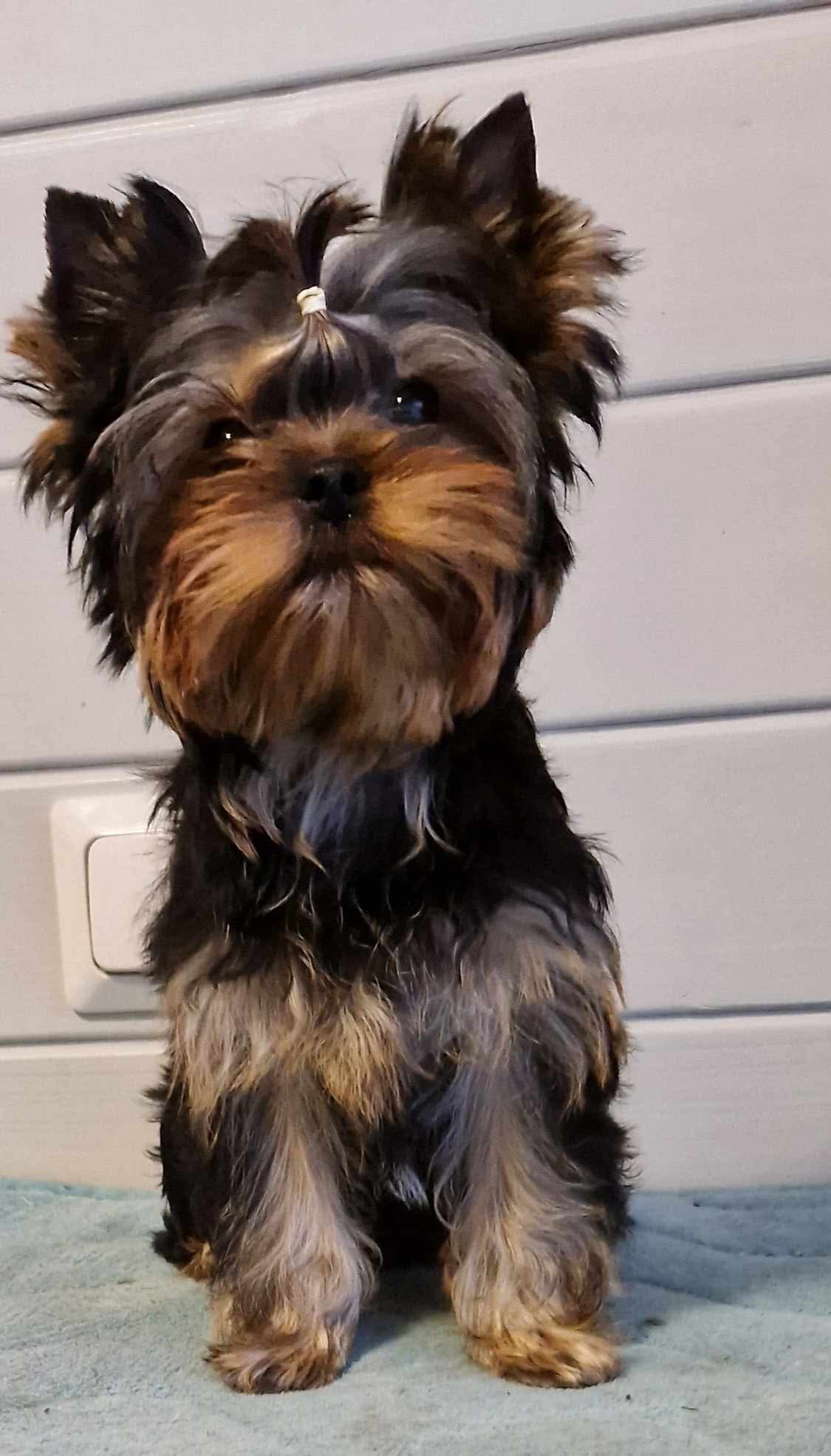 Silver flame SILVER FLAME BEAUTIFUL MADNESS &mdash; Labaza DogPedigree YorkshireTerrier