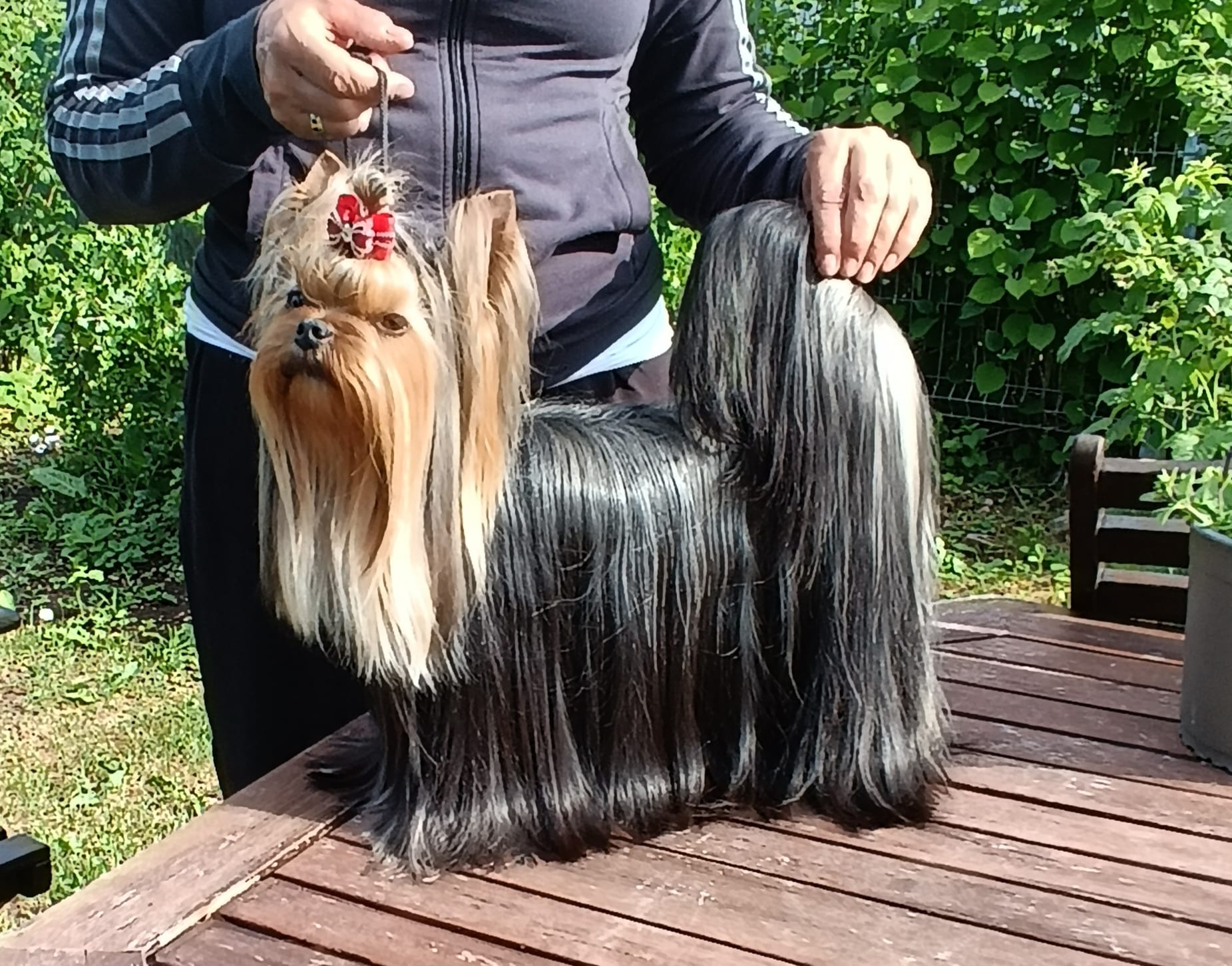 Royal Boutique ROYAL BOUTIQUE YAN MISHEL &mdash; Labaza DogPedigree YorkshireTerrier