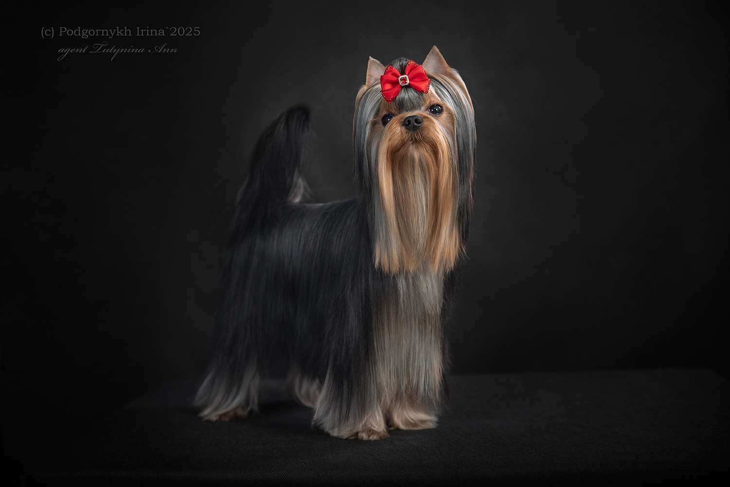 DALI KEY DALI KEY REGARDE MOI ENCORE &mdash; Labaza DogPedigree YorkshireTerrier