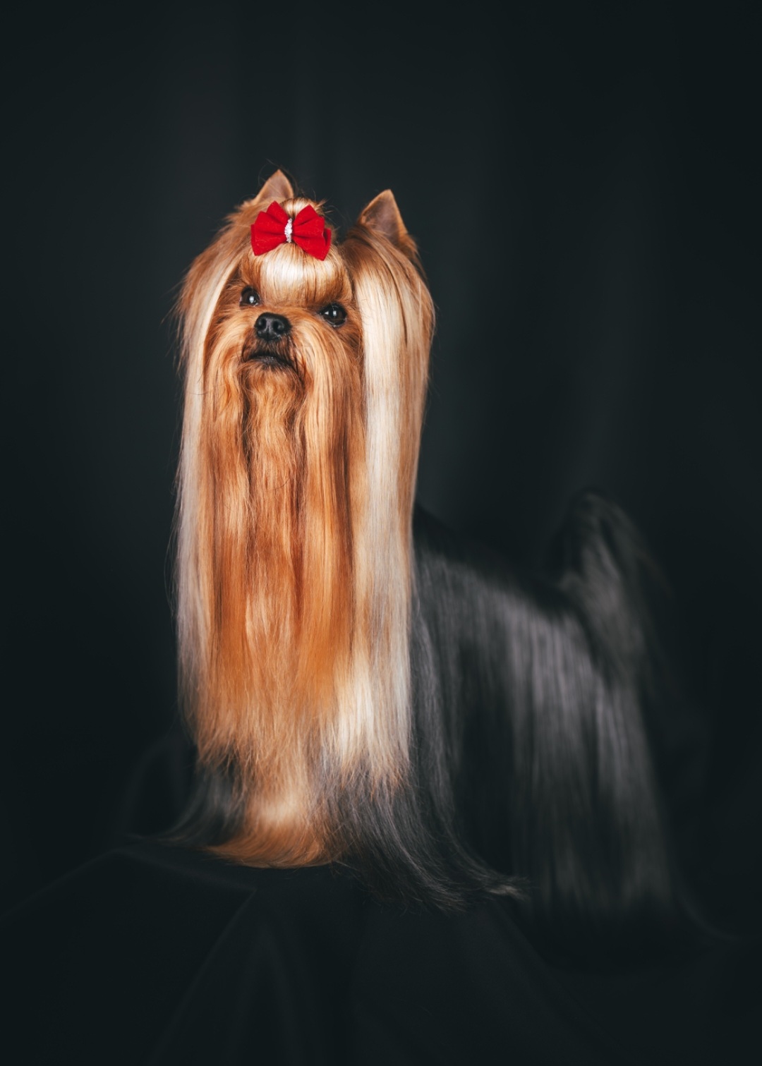 Silk Paradise SILK PARADISE NEUTRON STAR &mdash; Labaza DogPedigree YorkshireTerrier