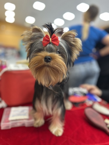 PIOJIA DORO PIOJIA DORO VALKYRIA’S FLAME &mdash; Labaza DogPedigree YorkshireTerrier