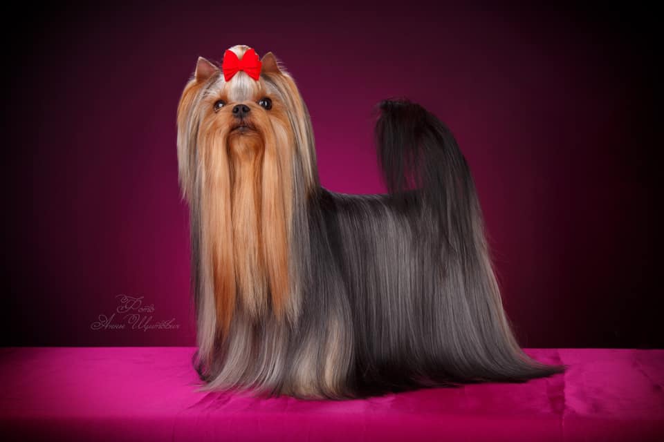 EKSPOUZD VIOLET NEXT IN LINE &mdash; Labaza DogPedigree YorkshireTerrier
