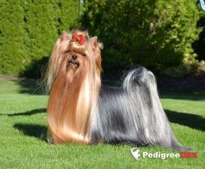  LAYLLA LY NOVE KASIO &mdash; Labaza DogPedigree YorkshireTerrier