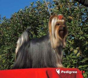  O'ONA NONA CAMBRIDGESHIRE &mdash; Labaza DogPedigree YorkshireTerrier