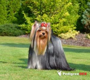  WAY TO GO NOVE KASIO &mdash; Labaza DogPedigree YorkshireTerrier