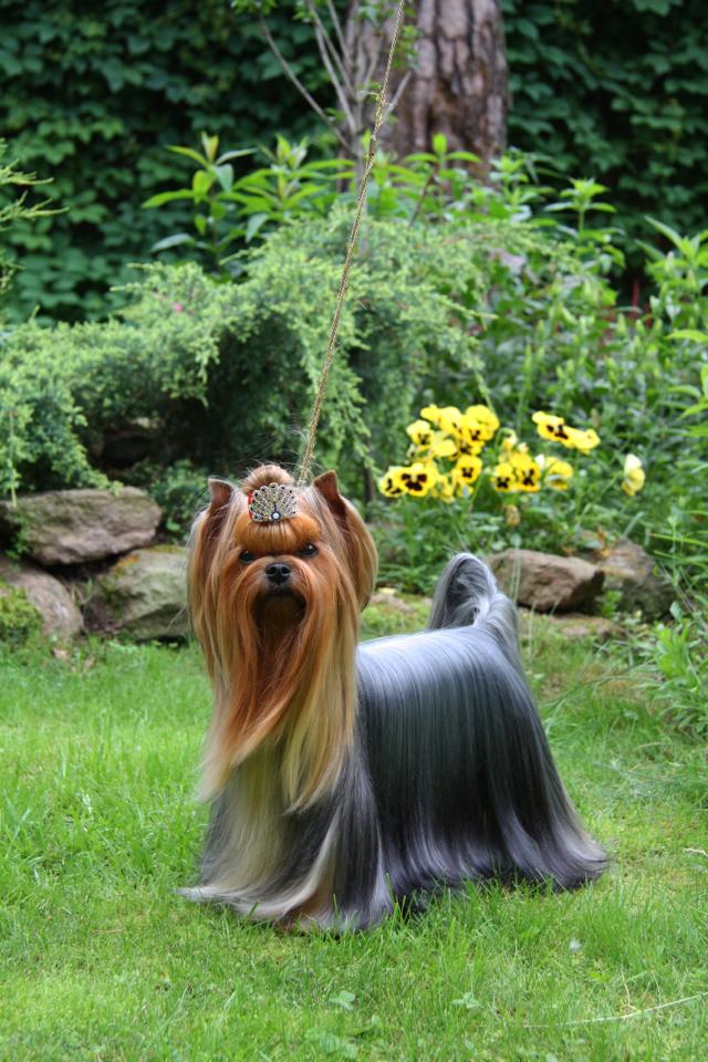  EKSPOUZD SPARKLING STAR &mdash; Labaza DogPedigree YorkshireTerrier