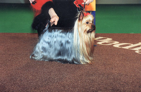  HEROS EPONYME DE MAJODIAN &mdash; Labaza DogPedigree YorkshireTerrier