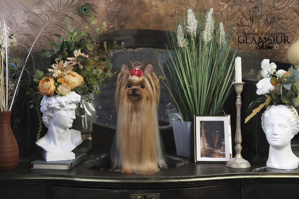 Glamour Show GLAMOUR SHOW RUMBA &mdash; Labaza DogPedigree YorkshireTerrier