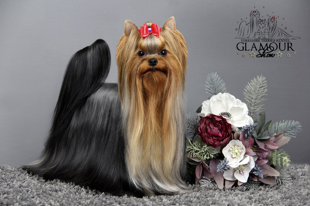 Glamour Show GLAMOUR SHOW FAVORITKA &mdash; Labaza DogPedigree YorkshireTerrier