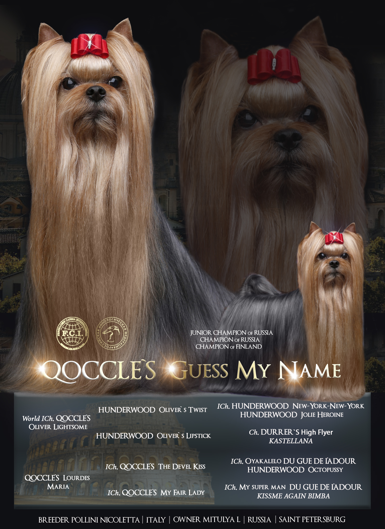Glamour Show QOCCLE`S GUESS MY NAME &mdash; Labaza DogPedigree YorkshireTerrier