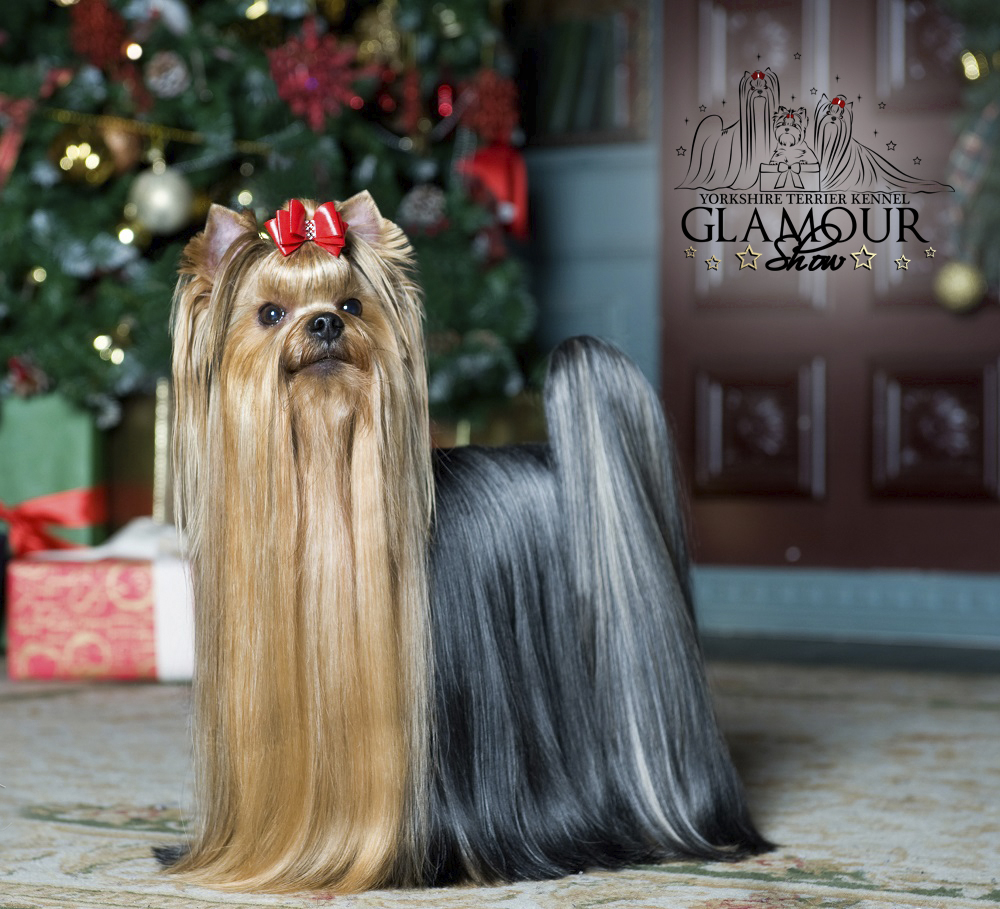Glamour Show RENOMMEE NOVE KASIO &mdash; Labaza DogPedigree YorkshireTerrier