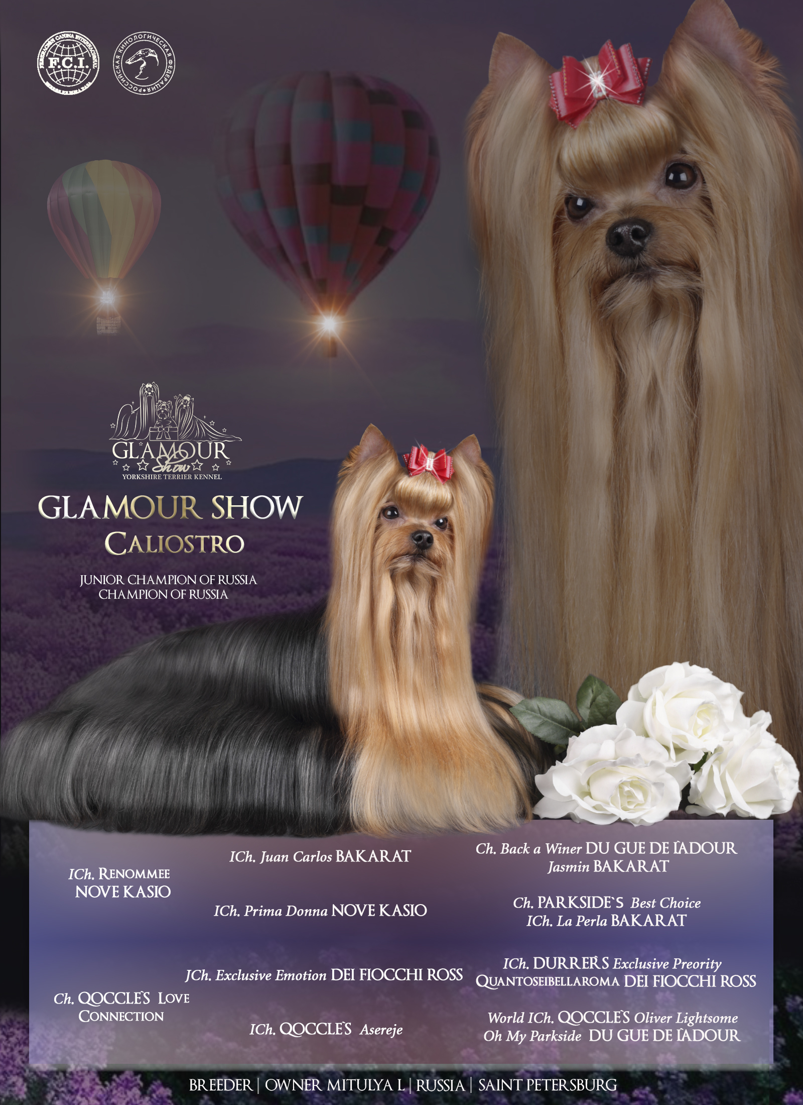 Glamour Show GLAMOUR SHOW CALIOSTRO &mdash; Labaza DogPedigree YorkshireTerrier