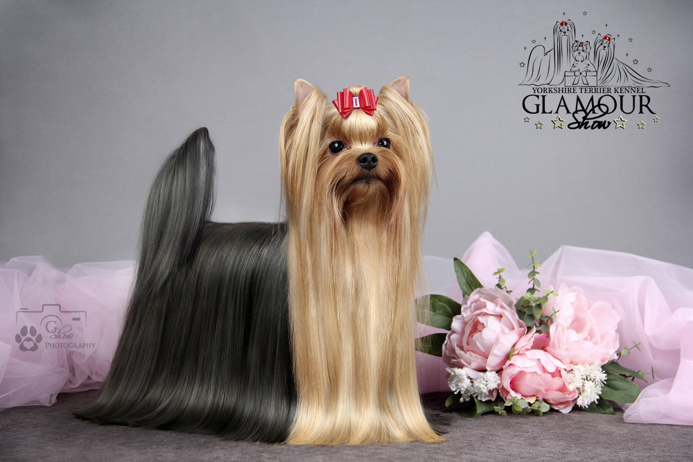 Glamour Show GLAMOUR SHOW TATA LET’S FLY &mdash; Labaza DogPedigree YorkshireTerrier
