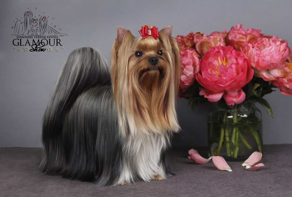Glamour Show GLAMOUR SHOW CHARMING MY NAME &mdash; Labaza DogPedigree YorkshireTerrier