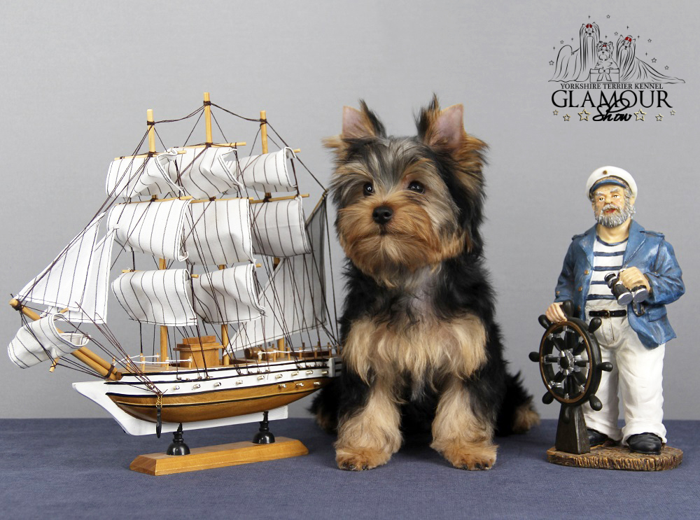 Glamour Show GLAMOUR SHOW CELENTANO &mdash; Labaza DogPedigree YorkshireTerrier