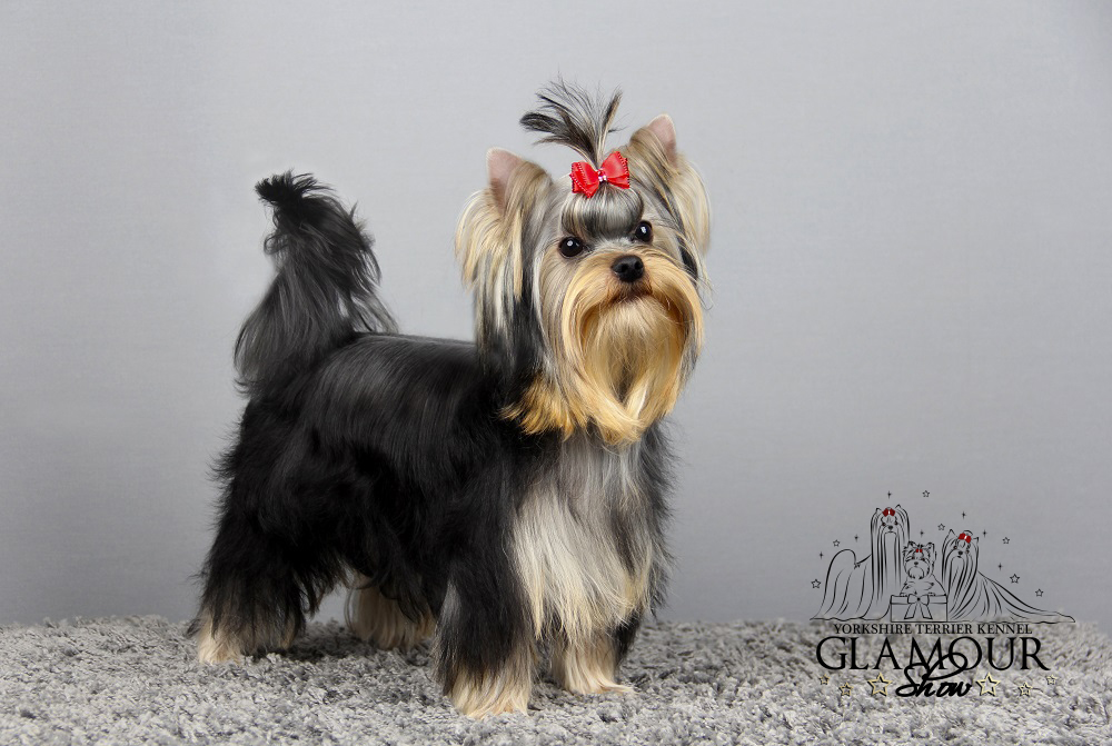 Glamour Show GLAMOUR SHOW CHELLENGER &mdash; Labaza DogPedigree YorkshireTerrier