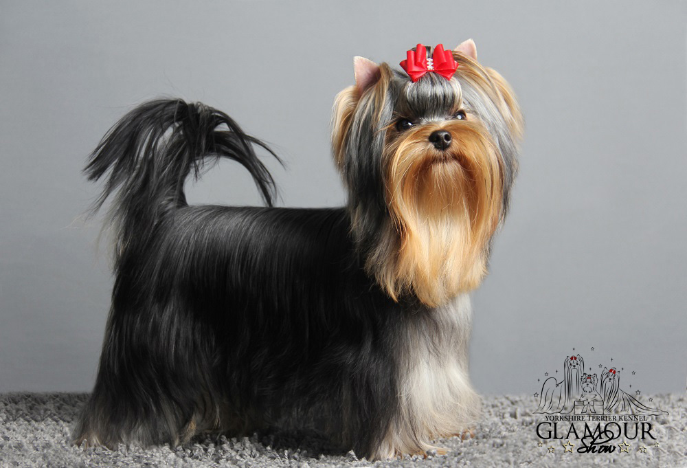 Glamour Show GLAMOUR SHOW STAR QUEEN &mdash; Labaza DogPedigree YorkshireTerrier