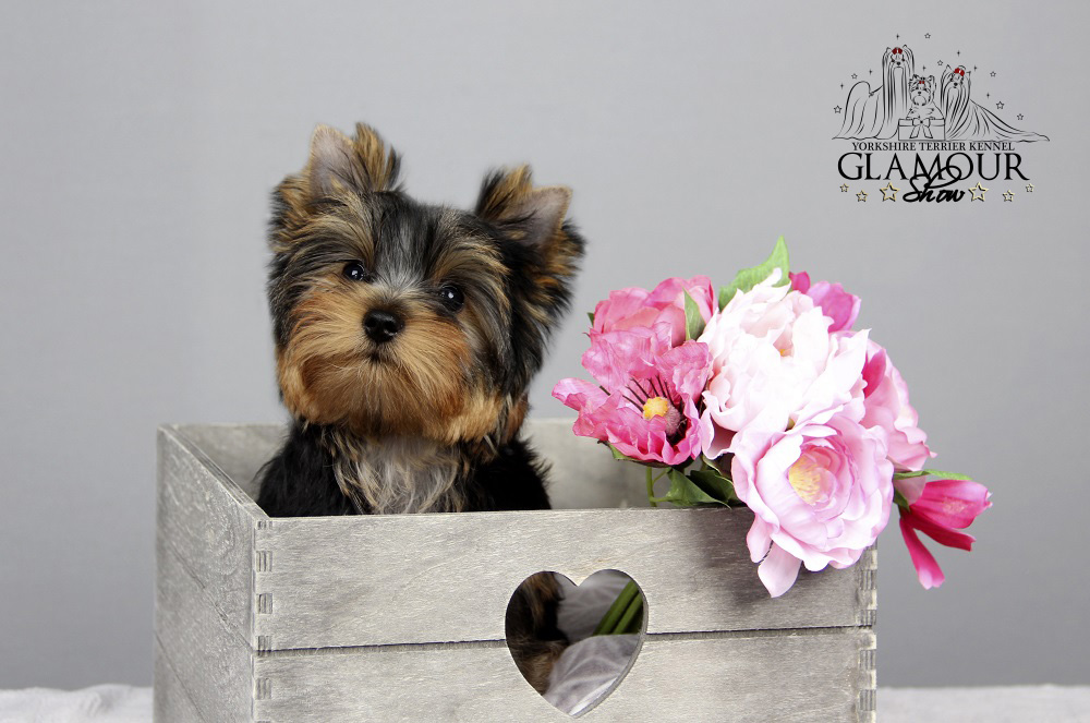 Glamour Show GLAMOUR SHOW FOREVER LOVE &mdash; Labaza DogPedigree YorkshireTerrier