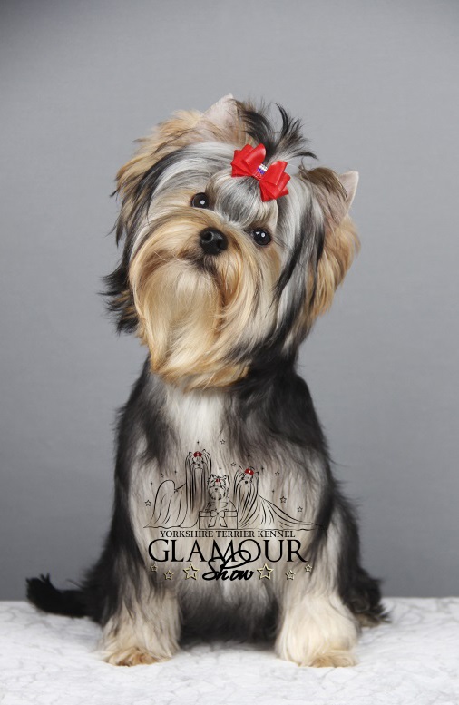Glamour Show GLAMOUR SHOW HIT OF WINNER &mdash; Labaza DogPedigree YorkshireTerrier