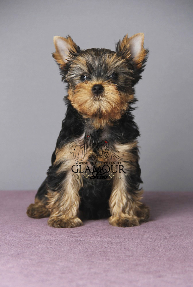 Glamour Show GLAMOUR SHOW HOT TOP MODEL &mdash; Labaza DogPedigree YorkshireTerrier