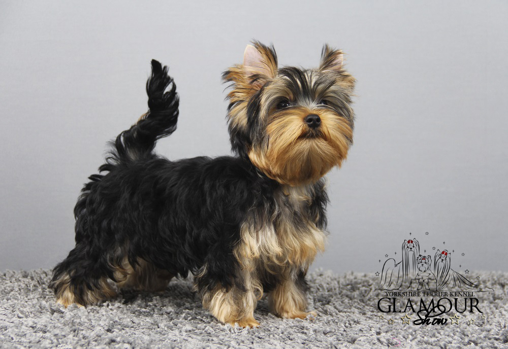 Glamour Show GLAMOUR SHOW HAPPY LOVE &mdash; Labaza DogPedigree YorkshireTerrier