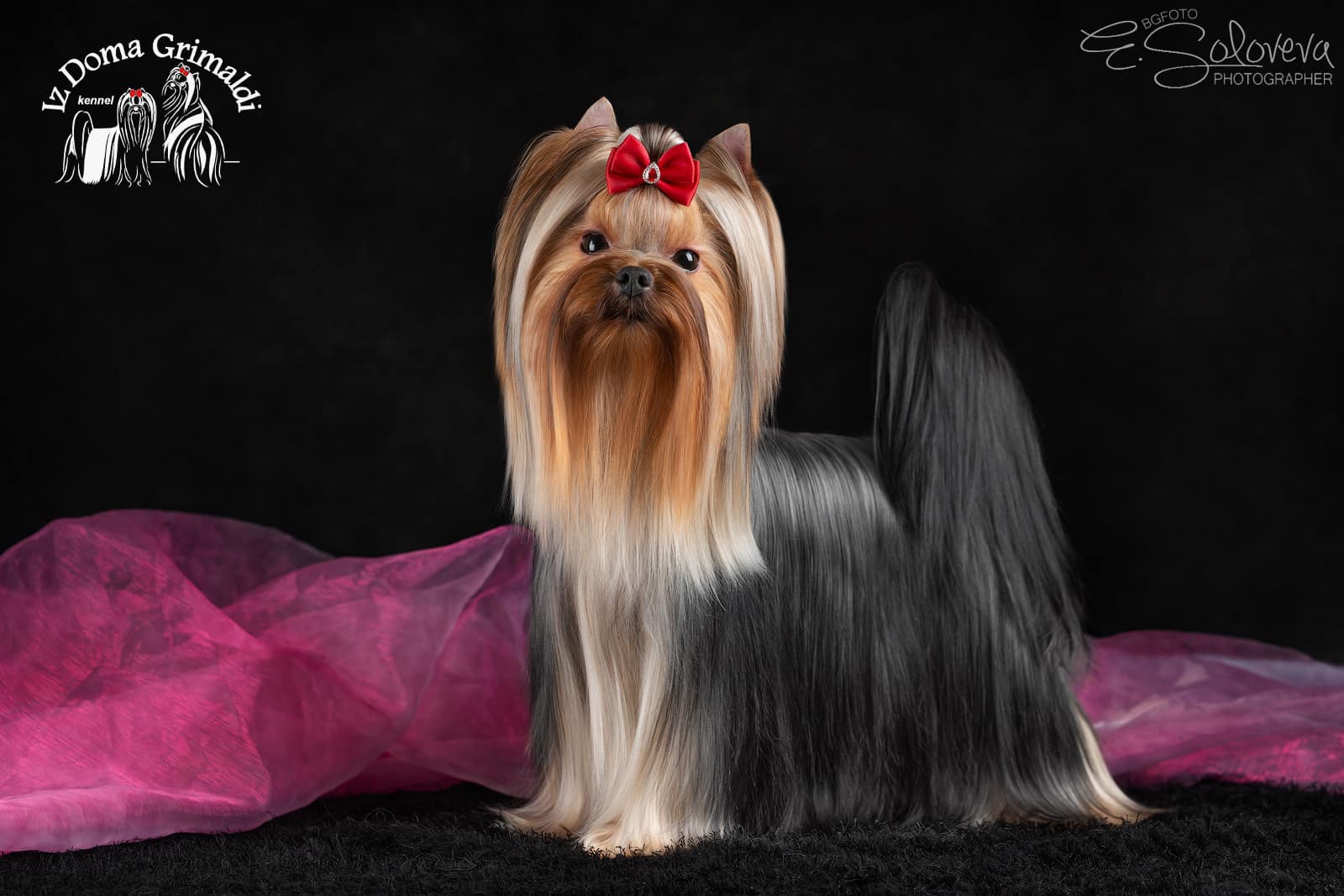  CHARMING IZ DOMA GRIMALDI &mdash; Labaza DogPedigree YorkshireTerrier