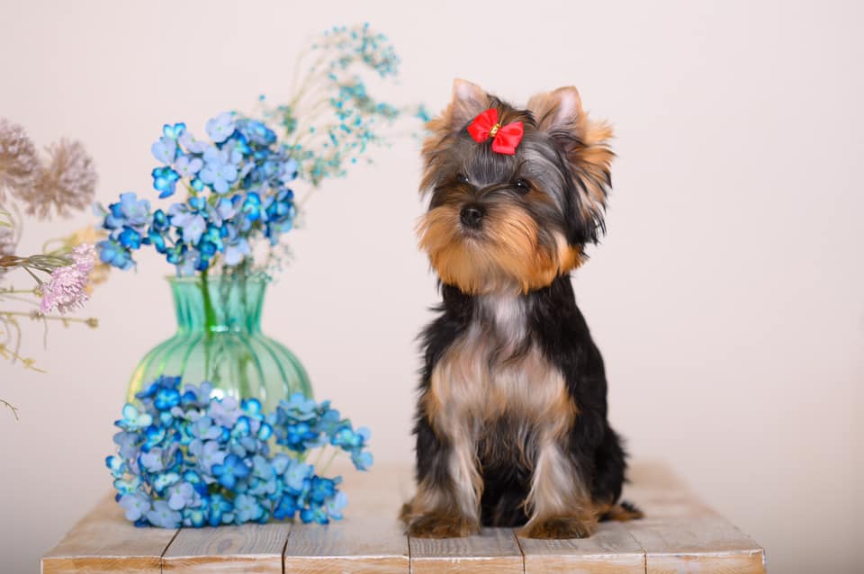  MAGIC COUNTRY VIRGINIA &mdash; Labaza DogPedigree YorkshireTerrier