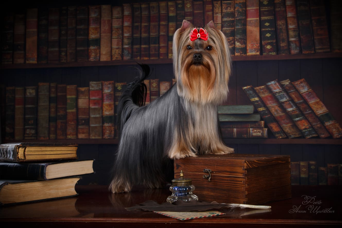  INGRUS GUY RICH MAN &mdash; Labaza DogPedigree YorkshireTerrier