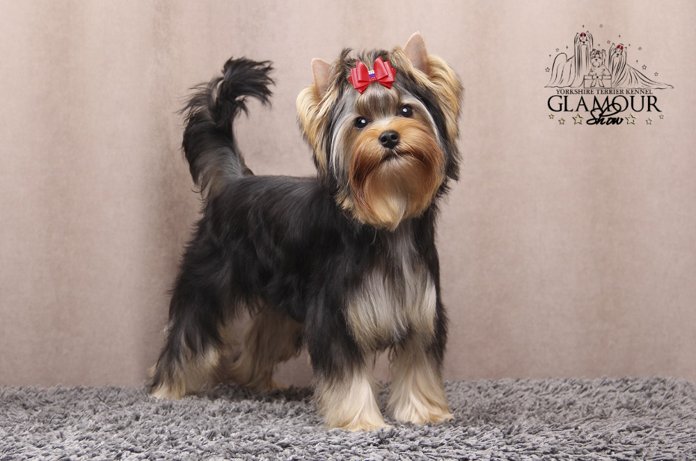 Glamour Show GLAMOUR SHOW EFFECT ROYAL STYLE &mdash; Labaza DogPedigree YorkshireTerrier