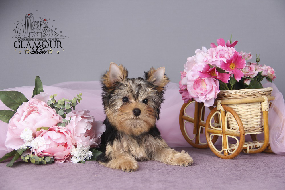 Glamour Show GLAMOUR SHOW EXCLUSIVE LOVE &mdash; Labaza DogPedigree YorkshireTerrier