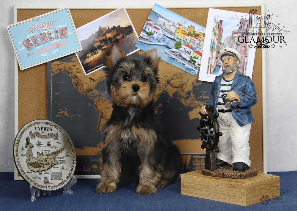 Glamour Show GLAMOUR SHOW AMBASSADOR &mdash; Labaza DogPedigree YorkshireTerrier