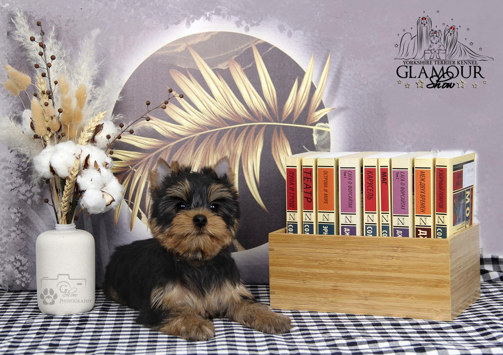 Glamour Show GLAMOUR SHOW AMULET POWER &mdash; Labaza DogPedigree YorkshireTerrier