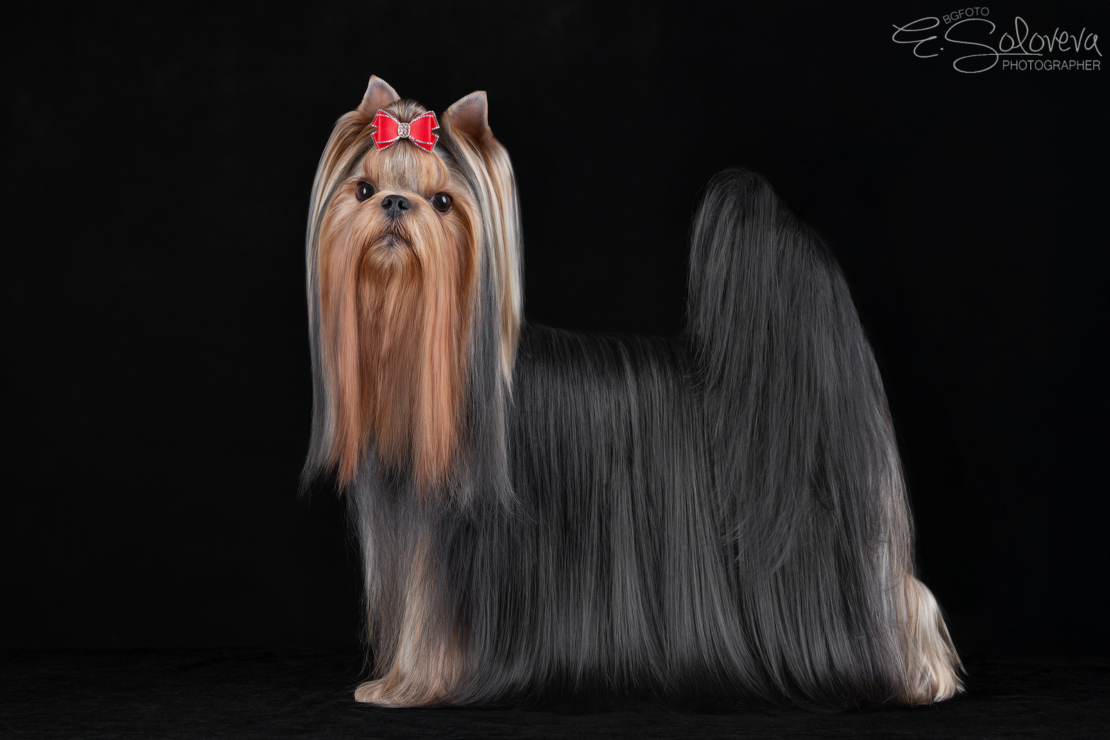  EKSPOUZD LION`S HEART &mdash; Labaza DogPedigree YorkshireTerrier