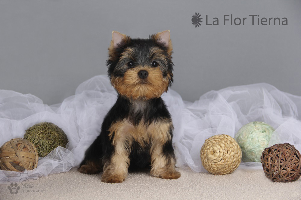LA FLOR TIERNA LA FLOR TIERNA PATRICIA KAAS &mdash; Labaza DogPedigree YorkshireTerrier