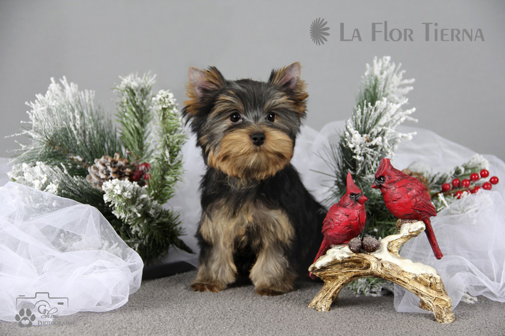 LA FLOR TIERNA LA FLOR TIERNA PAJERO LUX &mdash; Labaza DogPedigree YorkshireTerrier