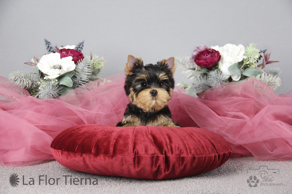 LA FLOR TIERNA LA FLOR TIERNA PENELOPE &mdash; Labaza DogPedigree YorkshireTerrier