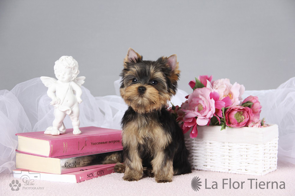 LA FLOR TIERNA LA FLOR TIERNA PAIPER &mdash; Labaza DogPedigree YorkshireTerrier