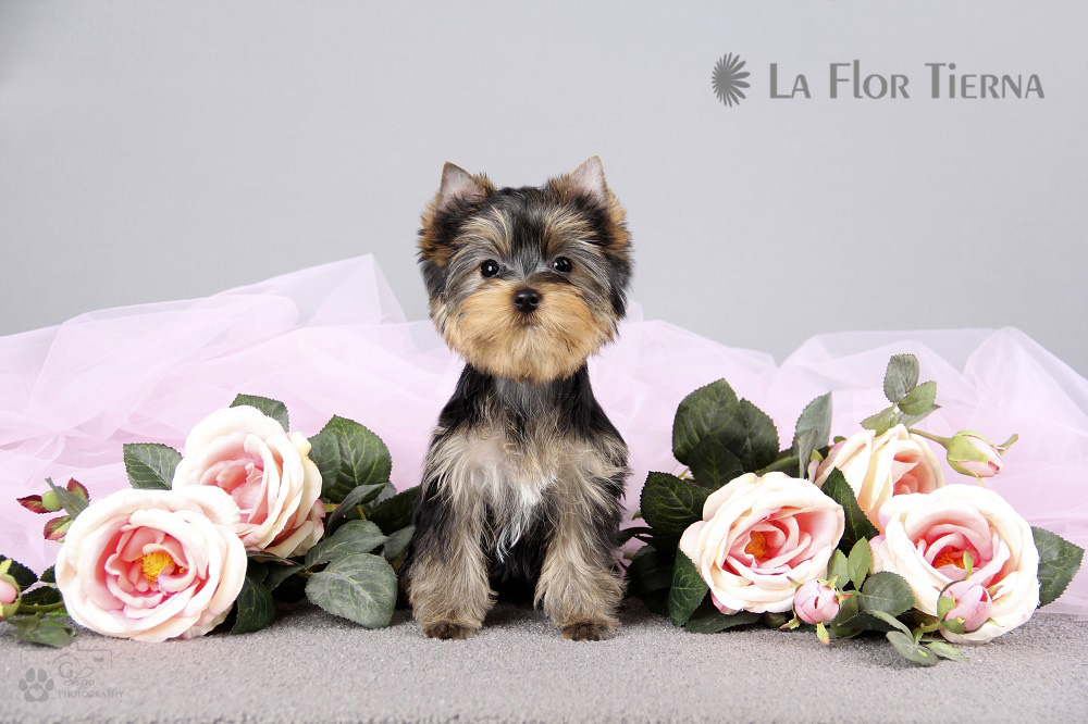 LA FLOR TIERNA LA FLOR TIERNA PELAGEYA &mdash; Labaza DogPedigree YorkshireTerrier