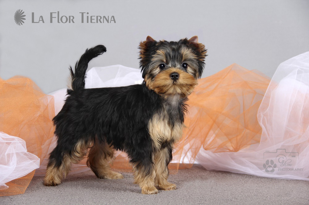 LA FLOR TIERNA LA FLOR TIERNA PRIMULA &mdash; Labaza DogPedigree YorkshireTerrier