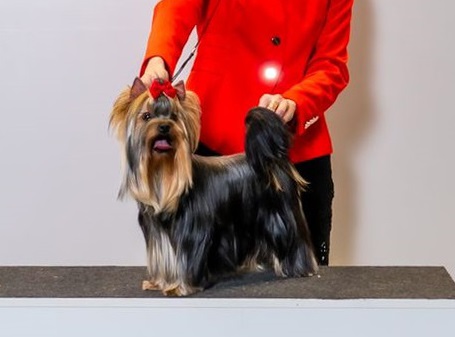 LA FLOR TIERNA LA FLOR TIERNA PAVLA &mdash; Labaza DogPedigree YorkshireTerrier