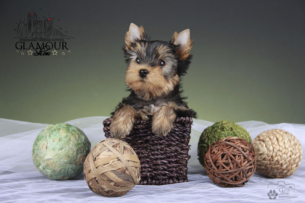Glamour Show GLAMOUR SHOW ROMEO &mdash; Labaza DogPedigree YorkshireTerrier