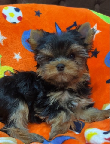 PIOJIA DORO PIOJIA DORO GLORY LITTLE GIRL &mdash; Labaza DogPedigree YorkshireTerrier