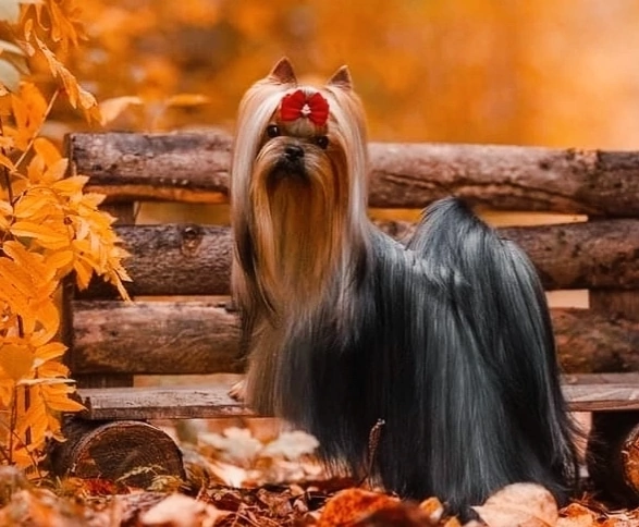 FASHION PARTY FASHION PARTY DOUBLE STAR &mdash; Labaza DogPedigree YorkshireTerrier