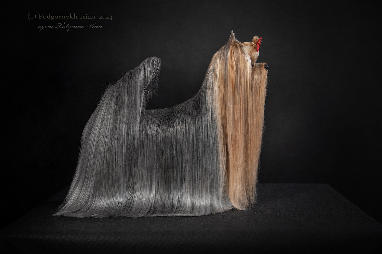 DALI KEY DALI KEY GLORINDA &mdash; Labaza DogPedigree YorkshireTerrier
