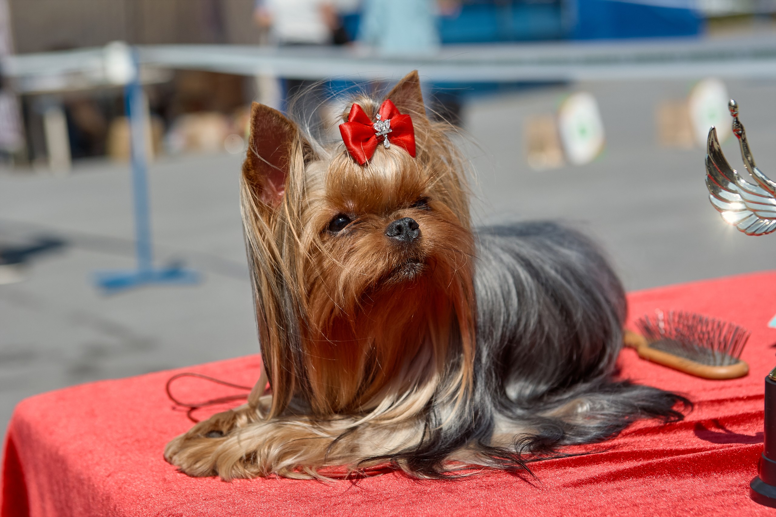 MiLaris love &mdash; Labaza DogPedigree YorkshireTerrier