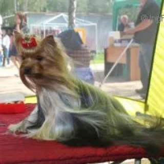 ELM DENDI ORIGINAL ETOILE &mdash; Labaza DogPedigree YorkshireTerrier