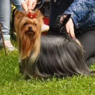 Elm Dendi FLORA BELLA DE LA PAM'POMMERAIE &mdash; Labaza DogPedigree YorkshireTerrier